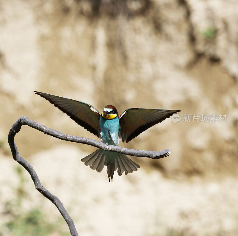 欧洲食蜂者(Merops apiaster)与蜜蜂一起降落